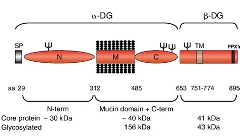 Dystroglycan Domain Organization In The Maturedystroglycan DG The