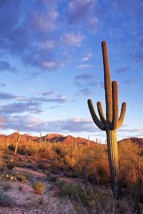 Sonoran Desert And Saguaro Cactus Poster By Kencanning Photos