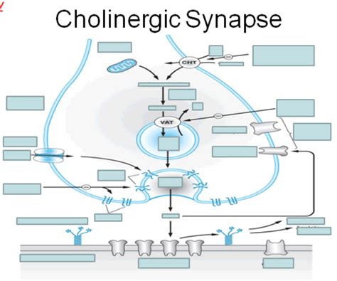 Cholinergic Synapse Diagram Quizlet