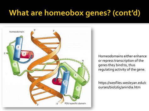 Evolution Of Homeobox Genes Ppt Download