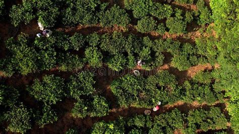 Aerial View Of Tea Plantation Rows With Woman Worker Collecting Tea Munnar India Beautiful