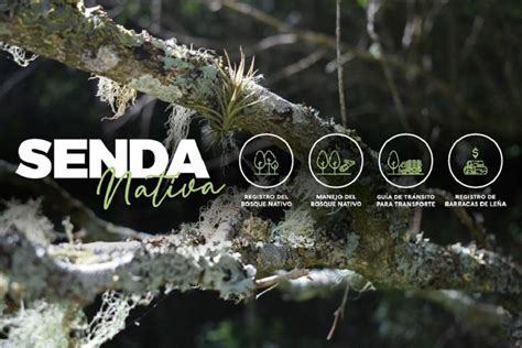 Senda Nativa Una Campaña Para La Preservación Del Bosque Nativo Mgap