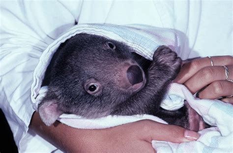 Baby Wombat: 10 Pictures and 10 Incredible Facts - A-Z Animals