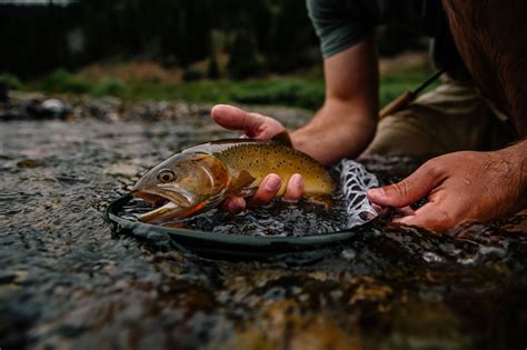 Trout Season - Paradise Valley