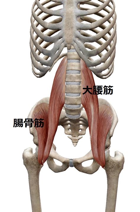 正しい腸腰筋のストレッチの仕方 ストレッチベース