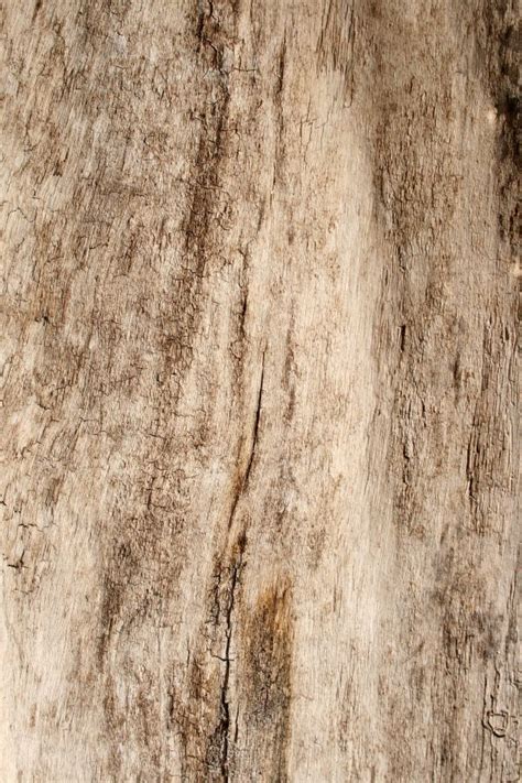 Free Images Tree Branch Antique Texture Floor Trunk Old