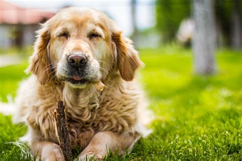 Wallpaper Animals Eyes Grass Puppy 2000x1333 Px Vertebrate Dog