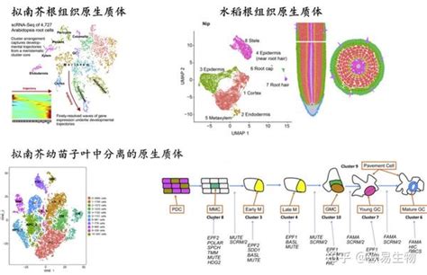单细胞转录组测序单细胞测序教你玩转植物单细胞发文新思路！ 知乎