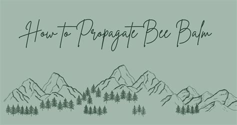 How To Propagate Bee Balm