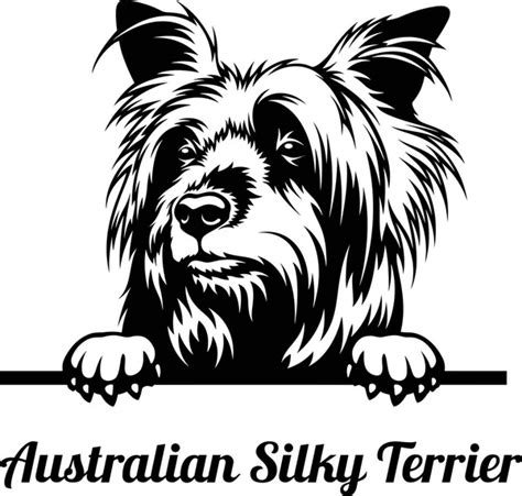 Australian Silky Terrier Vector Art Stock Images Depositphotos