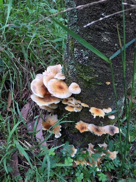 Ghost Fungus From Blue Mountains National Park Blue Mountains National