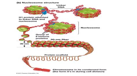 DNA Supercoiling Ppt Pdf PPT