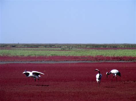 Red Beach in China - Pictolic