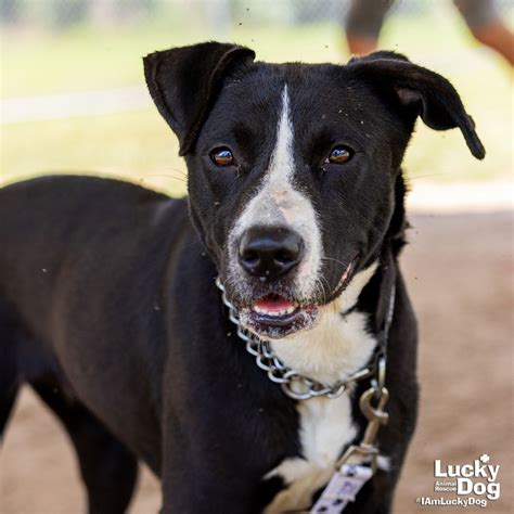 Dog adoption in Washington DC 20002: Labrador Retriever / Pointer