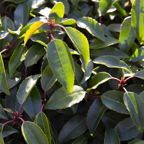 Portuguese Laurel Evergreen Hedging Form Plants