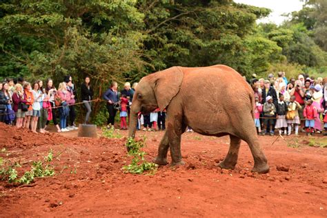 Daphne Sheldrickgiraffe Centre Kenya Color First