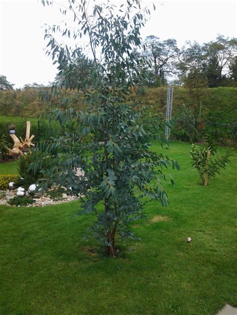 Eukalyptus Eucalyptus Gunnii Baumschule Horstmann