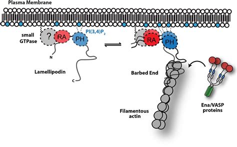 Figures And Data In Lamellipodin Promotes Actin Assembly By Clustering