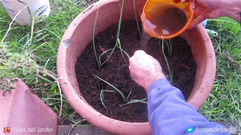 Cómo cultivar Puerros en maceta Parte 2 Transplante Riego y cuidados