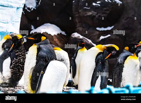 Emperor Penguins Stock Photo Alamy