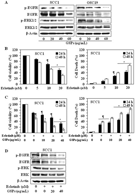 Erlotinib Treatment Suppresses The Cell Viability And The Levels Of