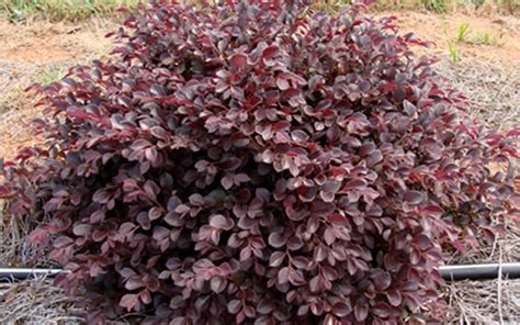 Buy Crimson Fire Dwarf Loropetalum - 3 Gallon - Loropetalum - Groundcover