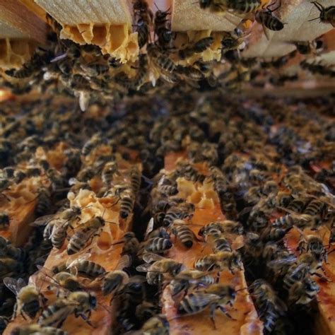 In Der Beute Bienen Honigbiene Carnica Imker Imkerei Bee Keeping