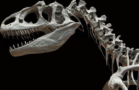 Dinosaur allosaurus skeleton 217297 photos free download