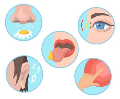 1000 Skin Senses Stock Illustrations Royalty Free Vector Graphics