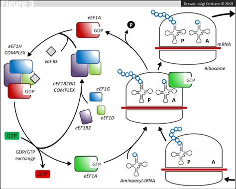 Eef D Eukaryotic Translation Elongation Factor Delta