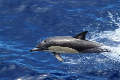 Dolphin Swimming and Jumping in the Ocean Closeup. Common Dolphin Delphinus Delphis in Natural ...