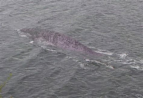 Le monstre du Loch Ness serait il un silure Le chasseur français