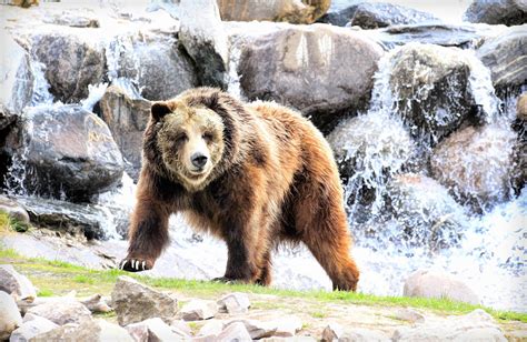 Grizzly Falls Photograph By Steve Mckinzie Fine Art America