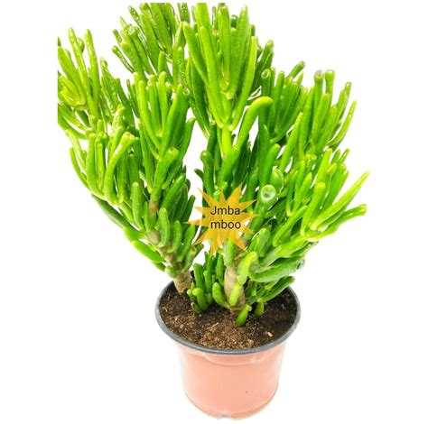 Hobbit Jade Plant Crassula Ovuta Easy To Grow 6 Pot