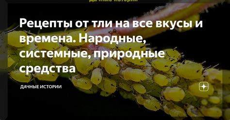 Рецепты от тли на все вкусы и времена. Народные, системные, природные ...