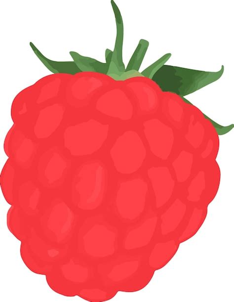 Mano Dibuja La Ilustraci N De La Fruta De Frambuesa Vector Premium