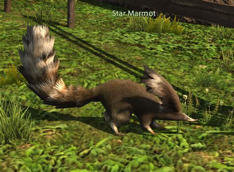 Star Marmot Island Gamer Escapes Final Fantasy Xiv Ffxiv Ff14 Wiki