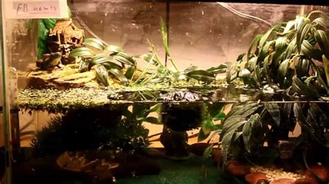 How To Setup My Fire Belly Newt Tank Update Return Youtube