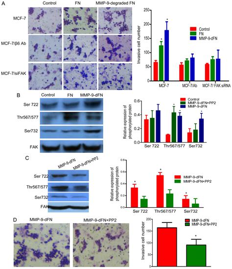 Binding Of Mmp Degraded Fibronectin To Integrin Promotes Invasion