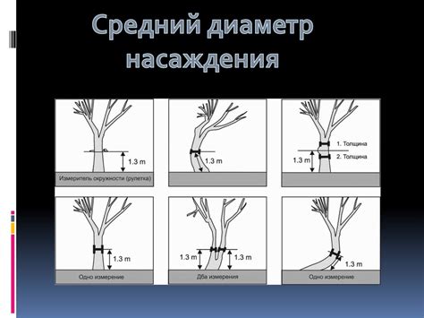 Средняя высота и средний диаметр насаждения. Способы определения и ...