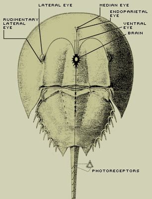 Anatomy