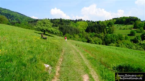 Panoramaweg Baden Baden Etappe 2 Schwarzwald