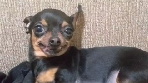 Tekinha Charmosa Cadelinha Pinscher Vira Meme Sorriso Encantador