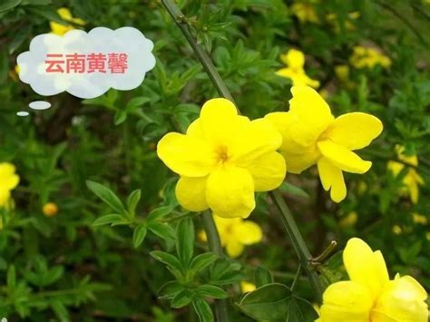 舟嵊小学校园植物云南黄馨