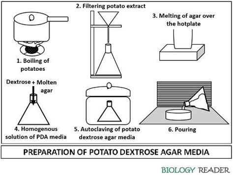 What Is Potato Dextrose Agar Principle Composition Preparation