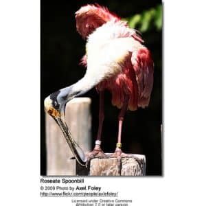 Roseate Spoonbills Platalea Ajaja Information Earth Life