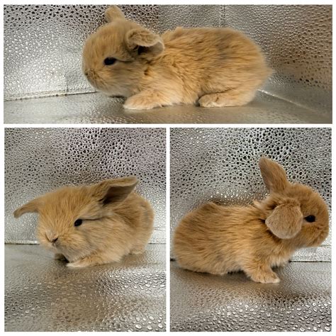 Holland Lop Bunnies | PetClassifieds.com - petclassifieds
