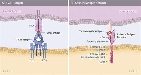 Car Chimeric Antigen Receptor T Cells