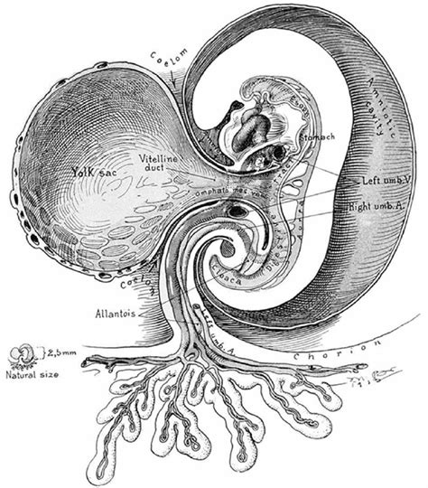 A composite picture showing the formation of the umbilicus in an embryo ...