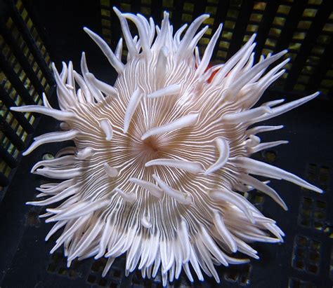 Classy White Long Tentacle Anemone 754 Eye It Buy It